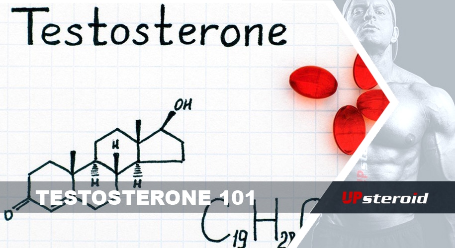 tesztoszteron 101