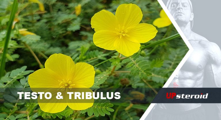 Testo tribulus